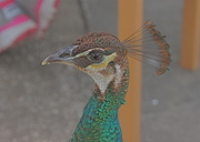 4th Mar 2013 - Peacock