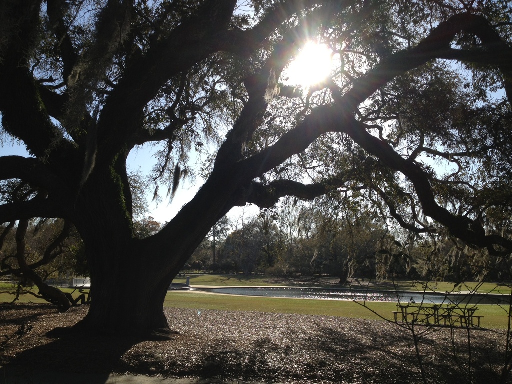 Live oak, Hampton Park, Charleston, SC by congaree