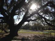 19th Mar 2013 - Live oak, Hampton Park, Charleston, SC