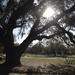 Live oak, Hampton Park, Charleston, SC by congaree