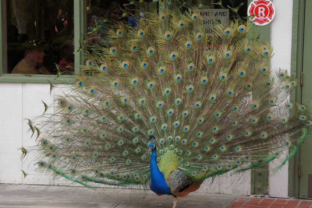 Peacock strutting his finery. by rob257