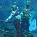 Mermaid with Turtle:  Wicki Wachee, FL by rob257