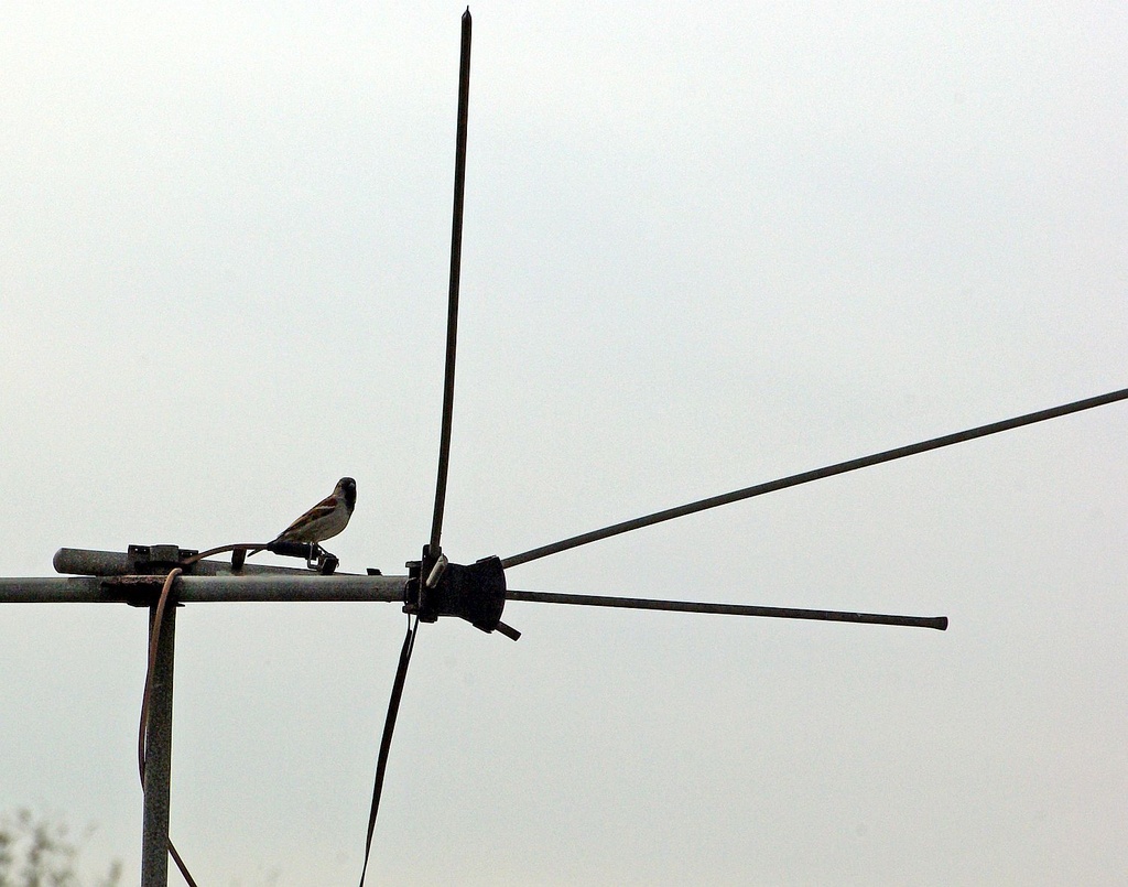 (Day 27) - Antenna Bird by cjphoto