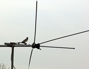 12th Mar 2013 - (Day 27) - Antenna Bird