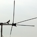 (Day 27) - Antenna Bird by cjphoto