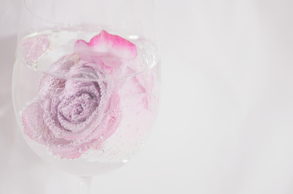 Pink Rose in High Key by taffy