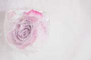 19th Mar 2013 - Pink Rose in High Key