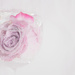 Pink Rose in High Key by taffy