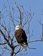 19th Mar 2013 - Eagle in a tree