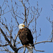 Eagle in a tree by tosee