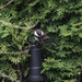 New backyard birdie by kimmer50