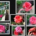 LIFE SPAN OF A ROSE by bruni