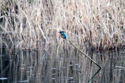 20th Mar 2013 - Kingfisher