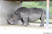 20th Mar 2013 - Where does a Hippo eat?