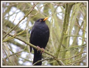 20th Mar 2013 - Blackbird