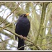 Blackbird by rosiekind