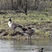 Geese and duck - 20-3 by barrowlane