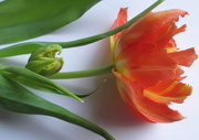 20th Mar 2013 - 'baby' tulip