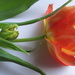 'baby' tulip by quietpurplehaze