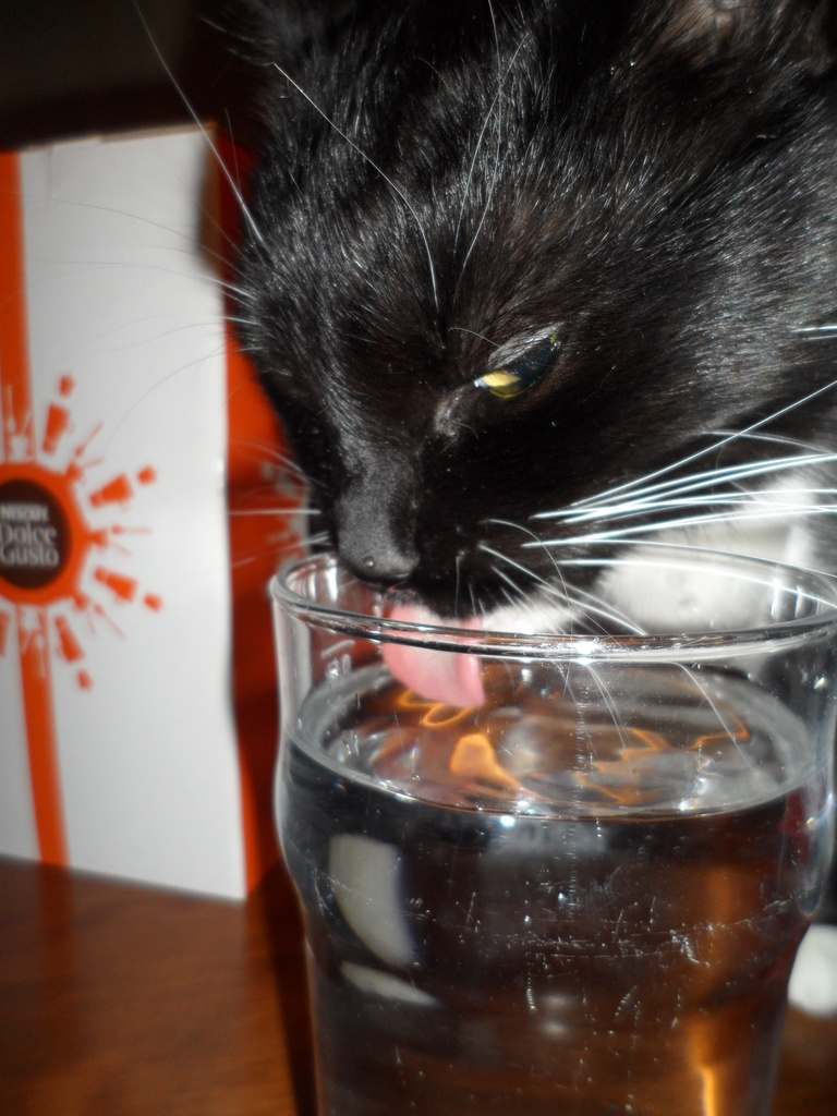 My thirsty kitty by tiss
