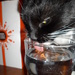 My thirsty kitty by tiss