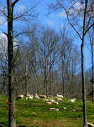 20th Mar 2013 - Peaceful Pastures