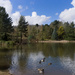 Bodenham Arboretum by harveyzone