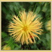 Dahlia by kiwiflora