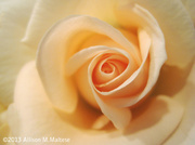 20th Mar 2013 - A Peach of a Rose
