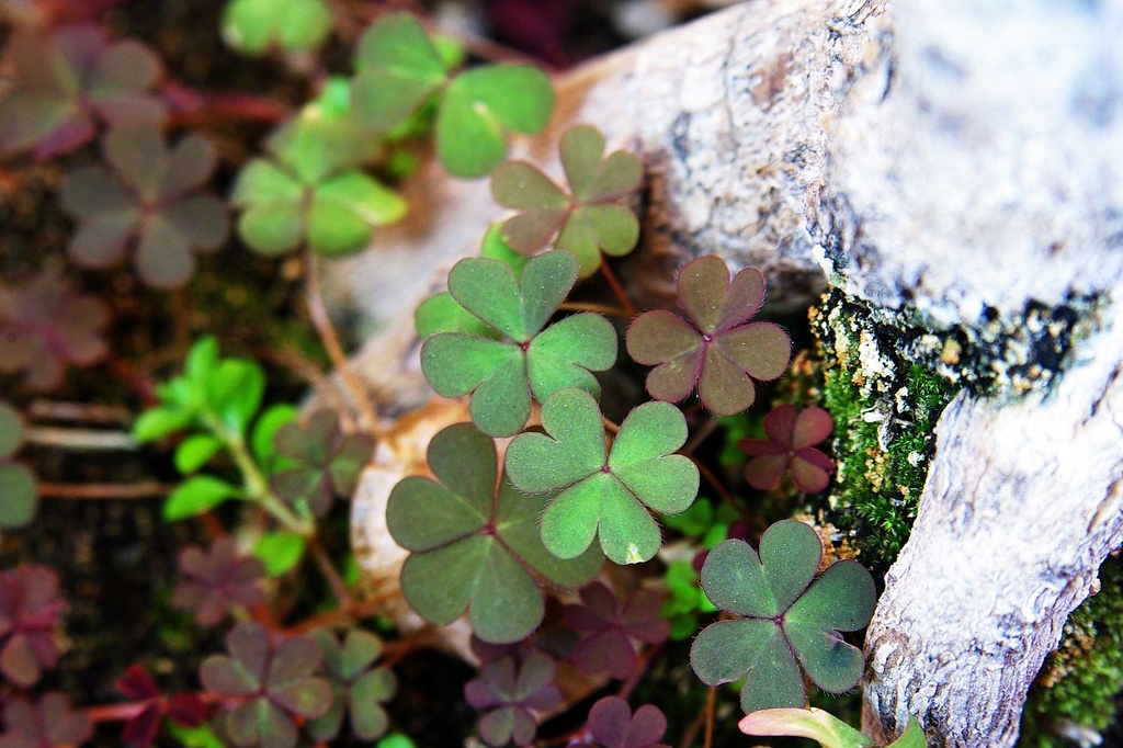 (Day 33) - Patch 'o Clovers by cjphoto