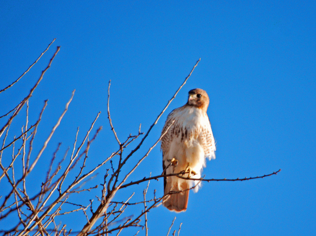 Red-Tailed Hawk by kareenking