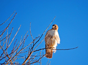 20th Mar 2013 - Red-Tailed Hawk