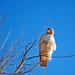 Red-Tailed Hawk by kareenking