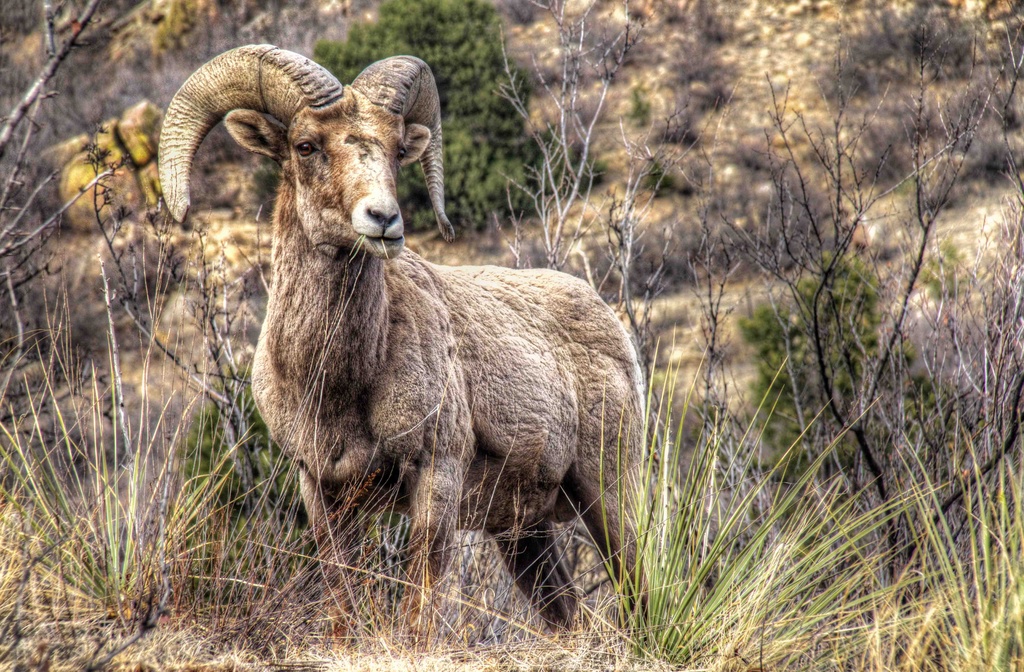 Rocky Mountain Bighorn Sheep by exposure4u