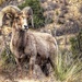 Rocky Mountain Bighorn Sheep by exposure4u
