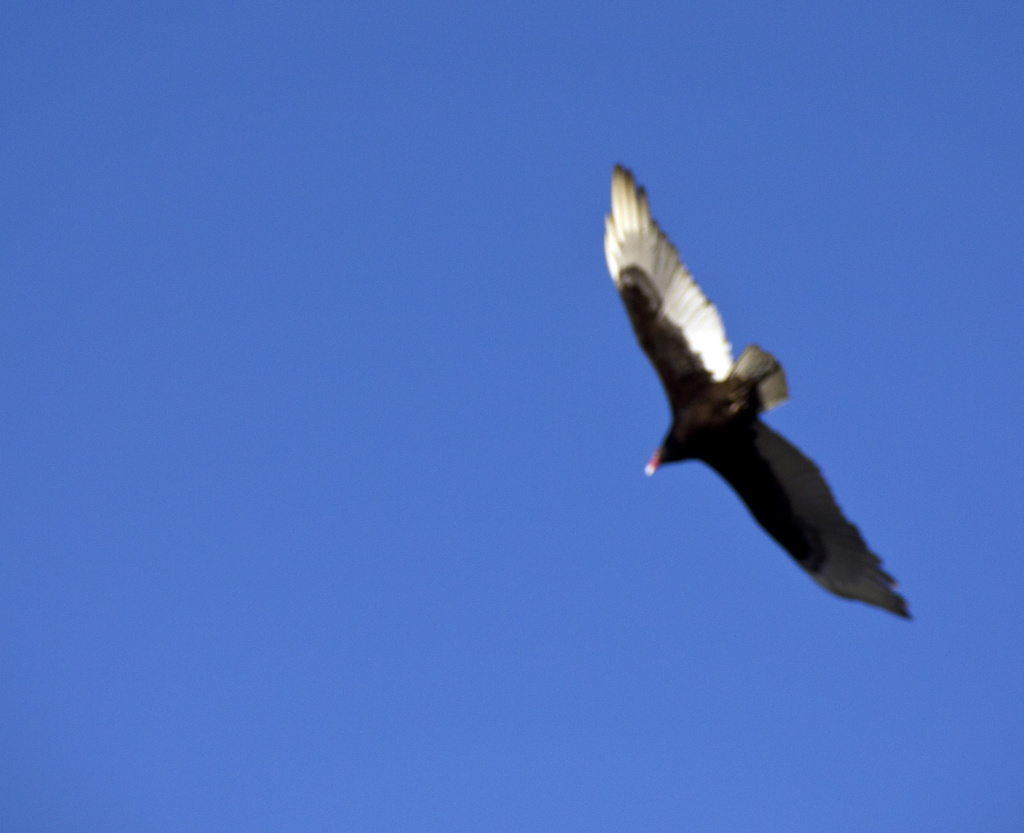 Bird in Flight by hjbenson