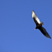 Bird in Flight by hjbenson