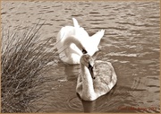 21st Mar 2013 - Swans in Sepia