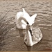 Swans in Sepia by carolmw