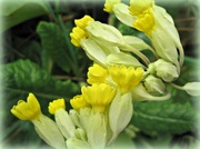 21st Mar 2013 - cowslips 
