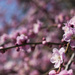 Plum blossoms by lily