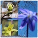 Spring Flowers - Spring Birthday by bruni