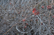 21st Mar 2013 - Chilly Cardinal