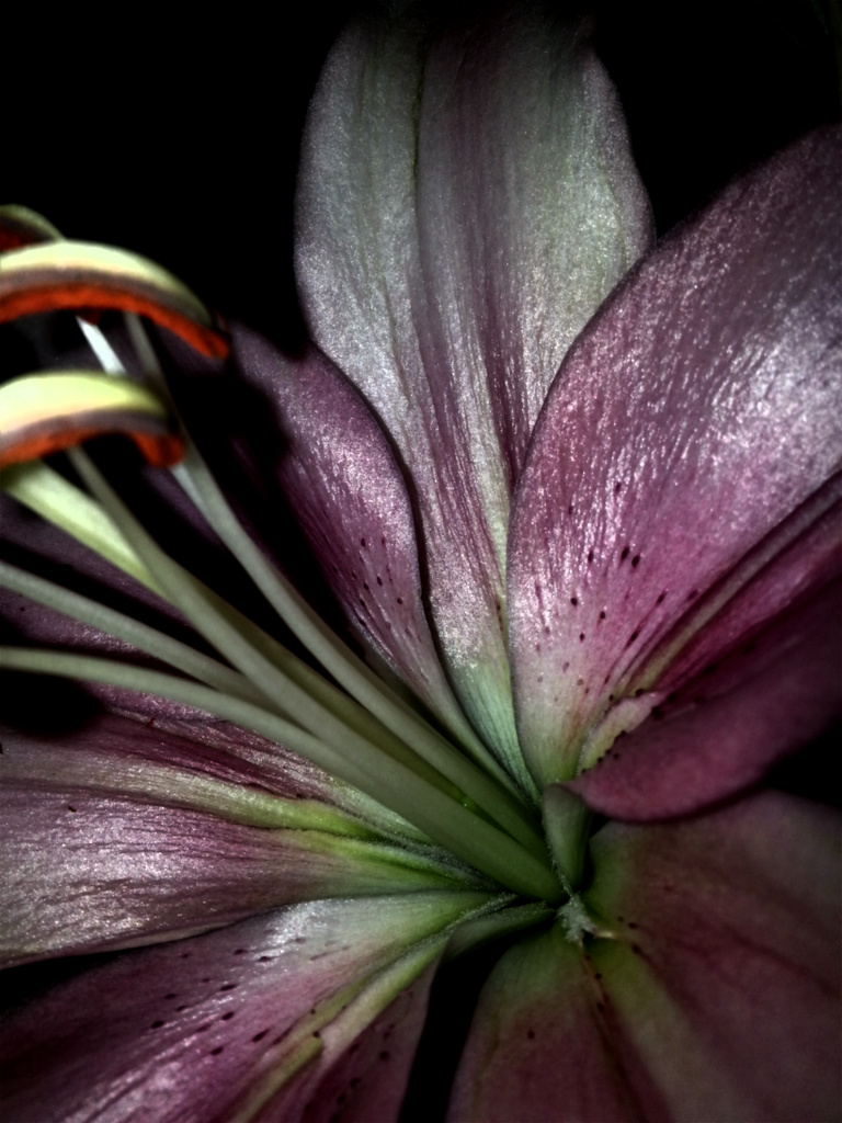 ......Inside a flower by amrita21