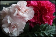 21st Mar 2013 - Pinks and Carnation