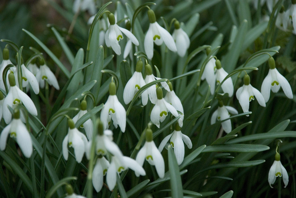 snowdrops by tracybeautychick