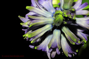21st Mar 2013 - Hyacinth