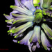 Hyacinth by leonbuys83