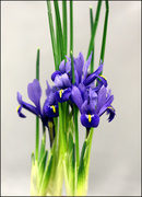 19th Mar 2013 - Post Processed Iris 