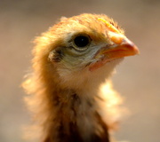 21st Mar 2013 - Lil chicks growing up